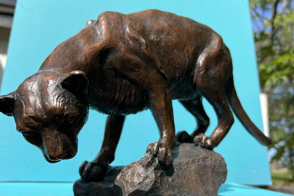 Bronze mountain lion stalking down a rock